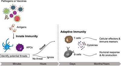 Shaping Modern Vaccines: Adjuvant Systems Using MicroCrystalline Tyrosine (MCT®)